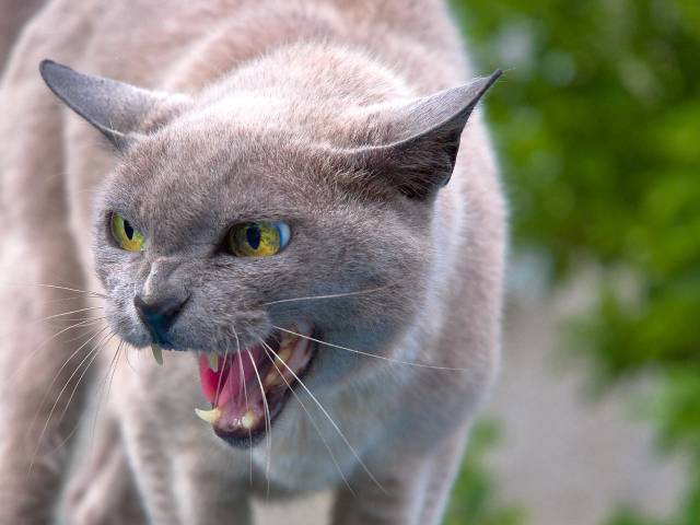 BEDBSCKdownload (8) 2